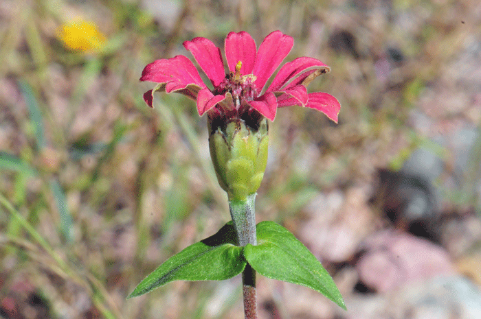 Peruvian Zinnia bracts surrounding the flower heads are roughly oblong in shape as shown here; fruit is a cypsela. Zinnia peruviana